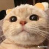 士多啤梨