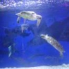 雾里看花23