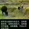 彬槟