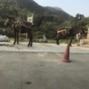 陈悦汉
