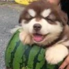 人不狠话还挺多