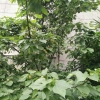 小沈