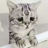 傻瓜