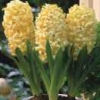 Hyacinth