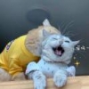 吉51