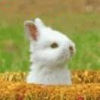 野猪佩奇